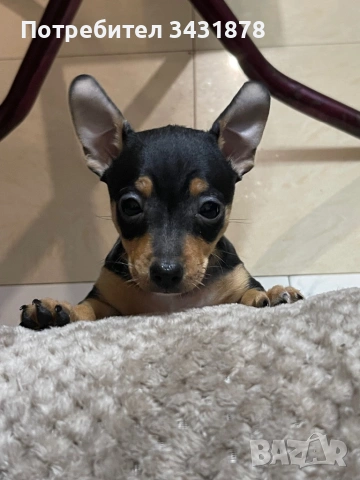 Продавам чихупинчери на 2 месеца , снимка 2 - Чихуахуа - 53702366