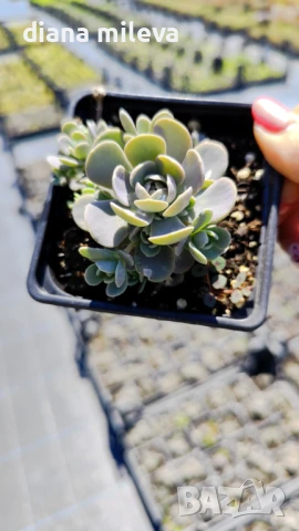 Седум Оростахис, Китайска шапка, Orostachys ‘Chinese Hat', снимка 8 - Градински цветя и растения - 51397227