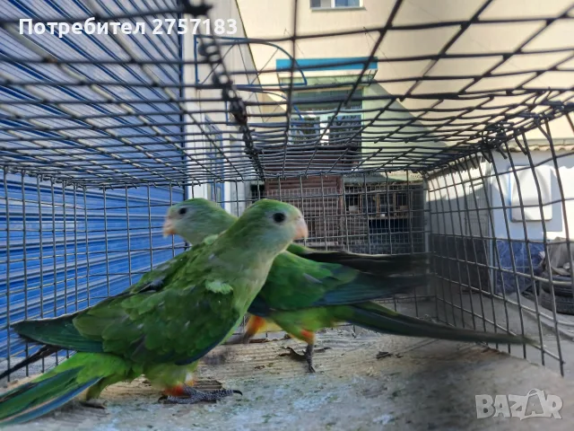 продавам папгали барабанди 2026 година , снимка 2 - Папагали - 56345394