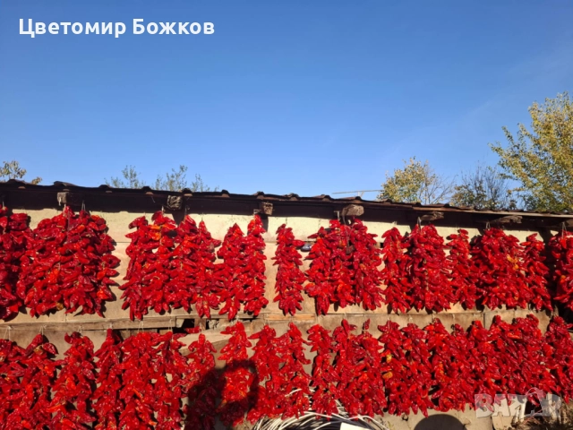 🌶️ Домашни сушени червени чушки – истински вкус от градината! 🌶️ НА ЕДРО!!!, снимка 3 - Домашни продукти - 52280937