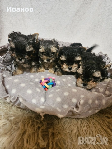 Йоркширски териер, снимка 4 - Йоркширски териер - 53599008