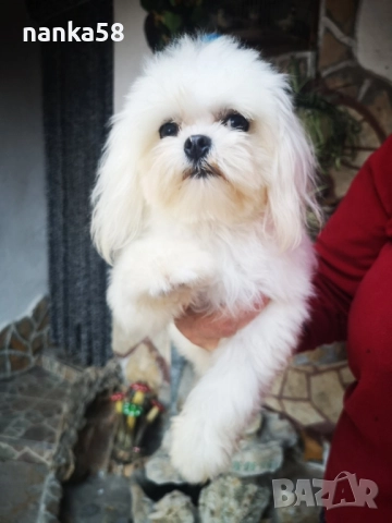 малтизер за разплод