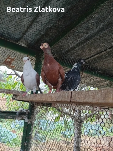 продавам гълъби, снимка 3 - Гълъби - 52593056