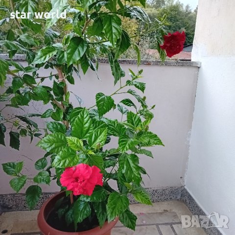 Продава китайска роза, снимка 4 - Стайни растения - 42449718