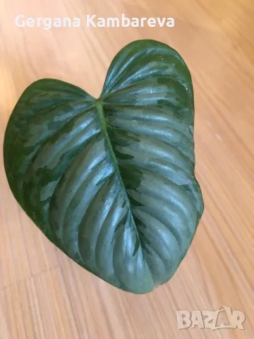 Philodendron Sodiroi , снимка 2 - Стайни растения - 49027180