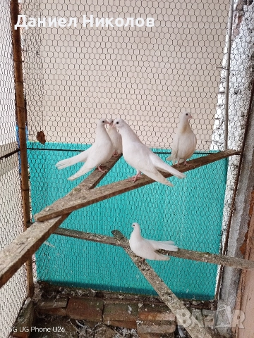 Продавам млади старозагорски бели гълъби високолетачи 