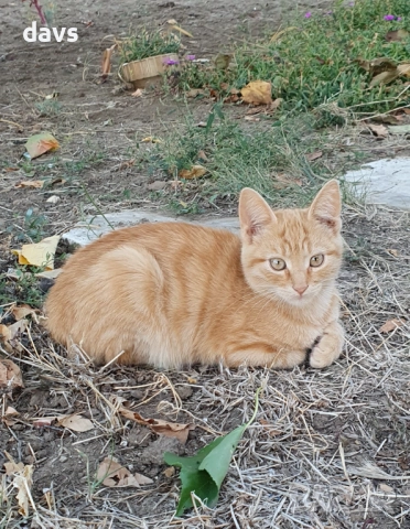 Малки котета – различни шарки, снимка 10 - Други - 51973052