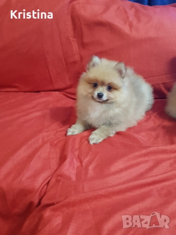 Померан померани свободни!, снимка 6 - Померан - 52774832