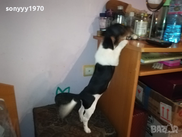 ДЖАК РЪСЕЛ-ЖЕНСКО НА 2 МЕСЕЦА 3110251531, снимка 2 - Джак ръсел териер - 52247345