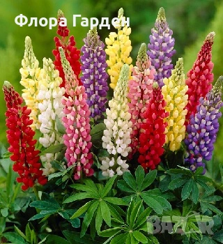 МНОГОГОДИШНИ ЦВЕТЯ - Коренища