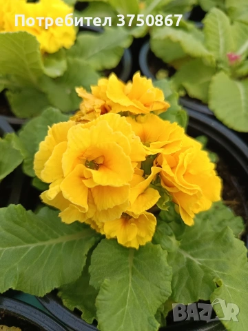 🌿💞🌸 Кичеста иглика, тип розичка, снимка 7 - Градински цветя и растения - 53068918