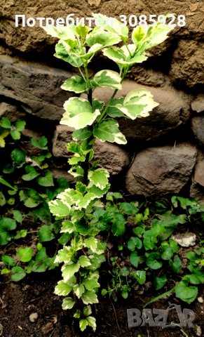 🌿🌿🌿  Дървовиден градински хибискус вариегатен hibiscus variegata 🌿🌿🌿 , снимка 3 - Градински цветя и растения - 41880811