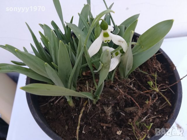 КОКИЧЕНЦА-ГРЪМ В САКЦИЯ 1902240804, снимка 15 - Градински цветя и растения - 44363362