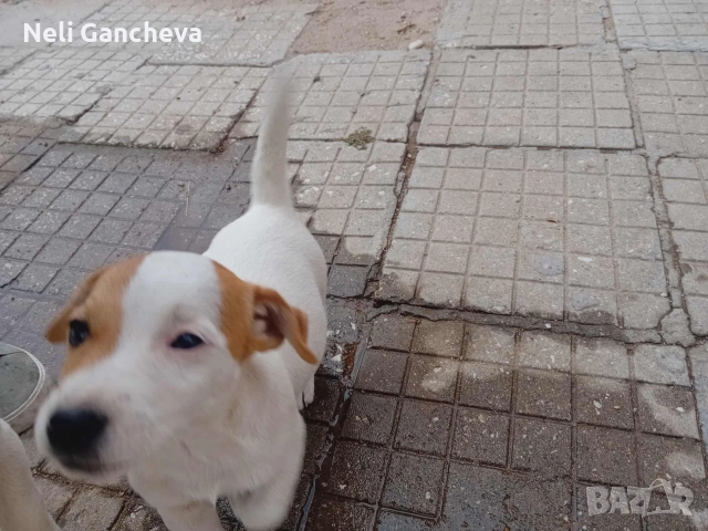 Очарователни Джак Ръсел Териери търсят нов дом!, снимка 4 - Джак ръсел териер - 49356884