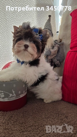 мини йоркшир момче, снимка 10 - Йоркширски териер - 53006502