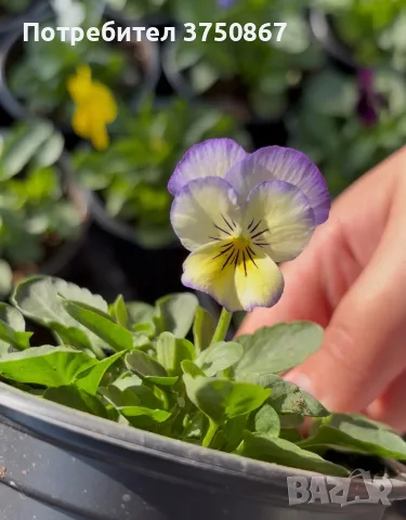 ❤️🌿🌸 Мини теменужки микс (Viola Superba Mini), снимка 3 - Градински цветя и растения - 56120428