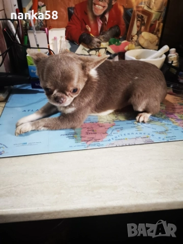 Продавам чихуахуа, снимка 2 - Чихуахуа - 52630064