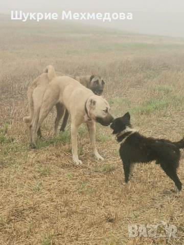 Малки кангали, снимка 4 - Кангал - 53829825