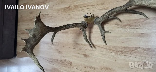Рога от елен Лопатар , снимка 3 - Други ценни предмети - 48916538