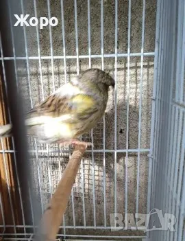 Продавам канари, снимка 8 - Канари - 48303441