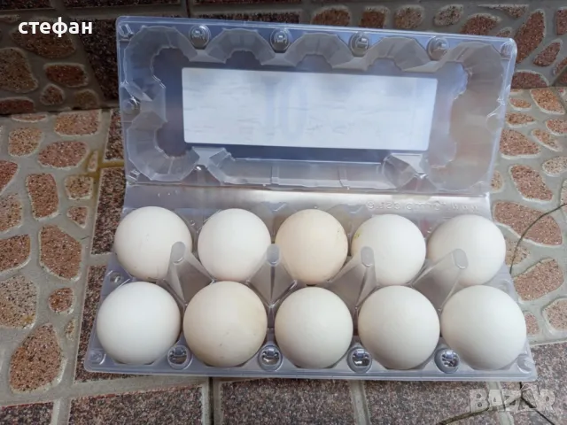 Продавам разплодни яйца за люпене  Супер харко и Шведска шарена носачка, снимка 5 - Кокошки и пуйки - 49613983