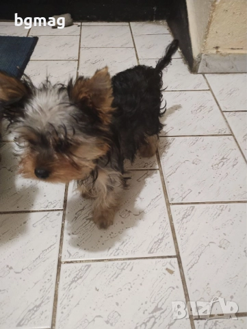 йоркширски териер йорки момиче , снимка 2 - Йоркширски териер - 52512896