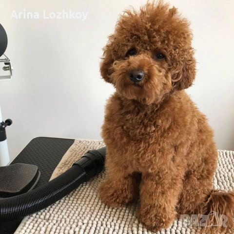 Кученца миниатюрен пудел, снимка 2 - Пудели - 53560169