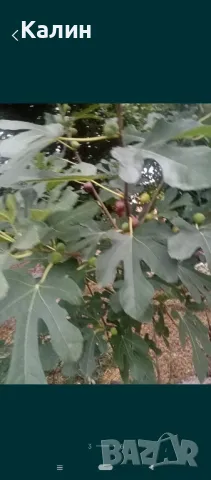 ранна смокиня, снимка 4 - Градински цветя и растения - 50156155