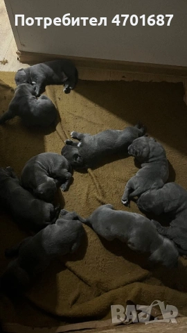 Бебета Кане Корсо, снимка 3 - Кане корсо - 53012158