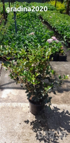 Османтус (Osmanthus purpureus), снимка 7 - Разсади - 53102836