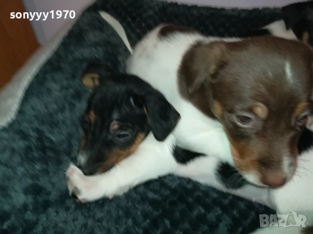 ДЖАК РЪСЕЛ ТЕРИЕР-БЕБЕТА//ВИДИН 2609252206, снимка 10 - Джак ръсел териер - 51851833