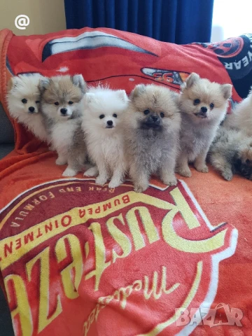 Померан померанчета Гр. София, снимка 1