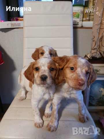 Бретон шпаньоли на 2 месеца, снимка 4 - Бретон шпаньол - 53196614