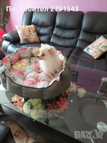 померан момче , снимка 5 - Померан - 51604999