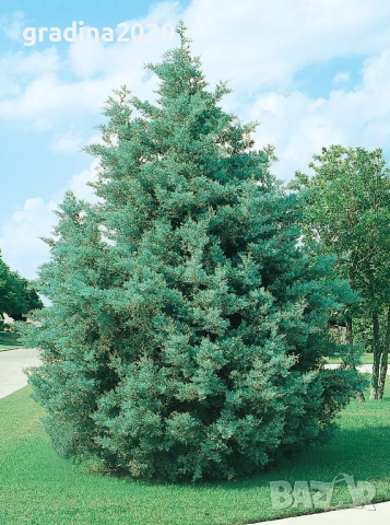 Аризонският кипарис