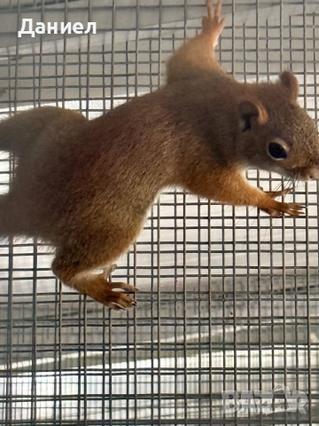 Американската червена катерица (Tamiasciurus hudsonicus)