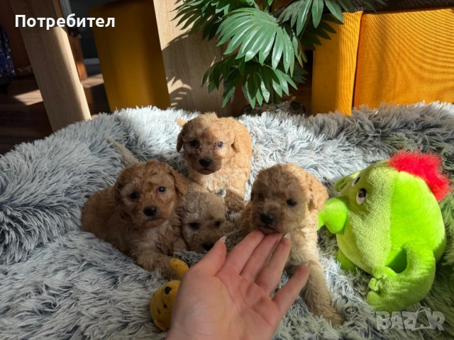 Пудел той, снимка 8 - Пудели - 53755903