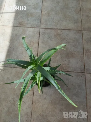 Алое Вера, , снимка 4 - Градински цветя и растения - 49007405