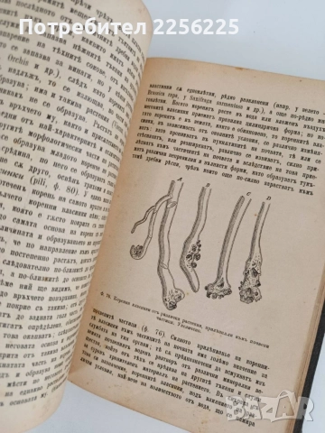 Ръководство по обща ботаника 1898г, снимка 4 - Специализирана литература - 55840243