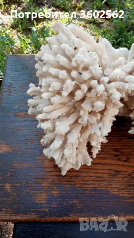 Средиземноморски Бял Корал, снимка 3 - Колекции - 47739448