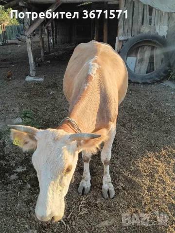 Продавам крава за клане