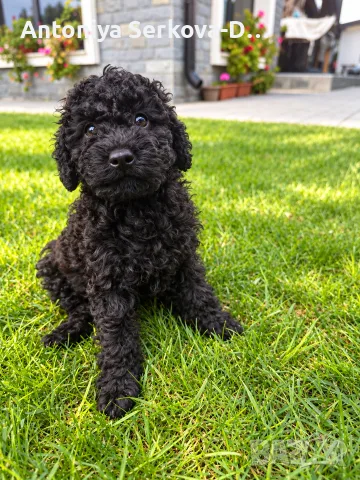 Poodle toy/Пудел Той