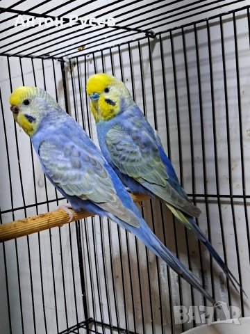 вълнисти рейнбол и хеликоптери