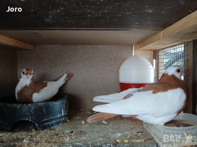 Пражки Редич, снимка 1