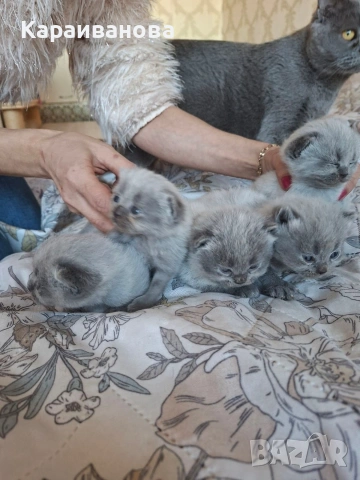 Британски сини колорпойнти , снимка 6 - Британска късокосместа - 53753333