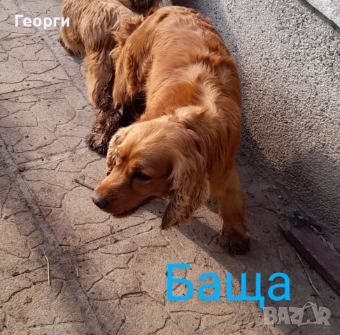 Кокер с Лагото- кученца, снимка 12 - Други - 53262436