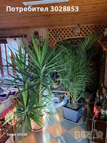 продавам големи цветя, финикова палма,юка с 4 отделни стебла на около 15 г