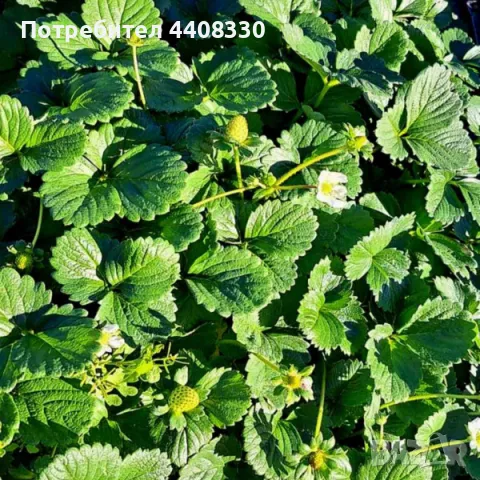 Prodavam celogodishen sort qgodi sort Florida, снимка 2 - Разсади - 49428933