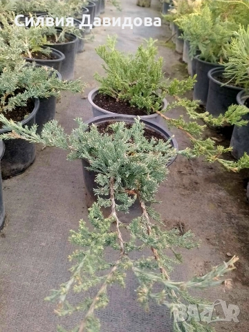 Юниперус , снимка 7 - Градински цветя и растения - 52770817