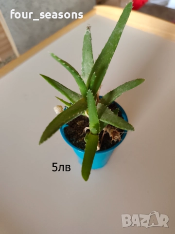 Кактуси, снимка 5 - Градински цветя и растения - 51905969